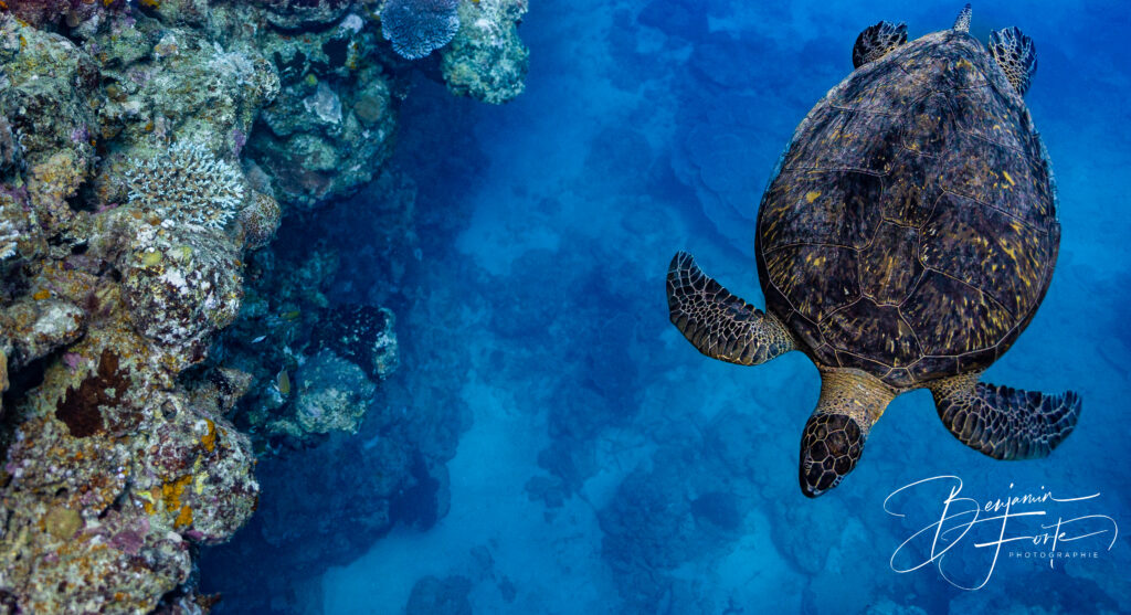 Cadre photo panoramique – Tortue marine, lagon turquoise et corail