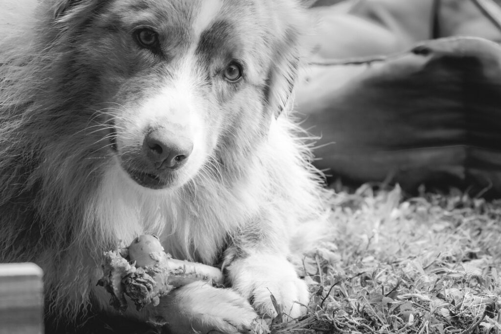 Portrait naturel d’un chien réalisé par BFO Photographie à Nouméa