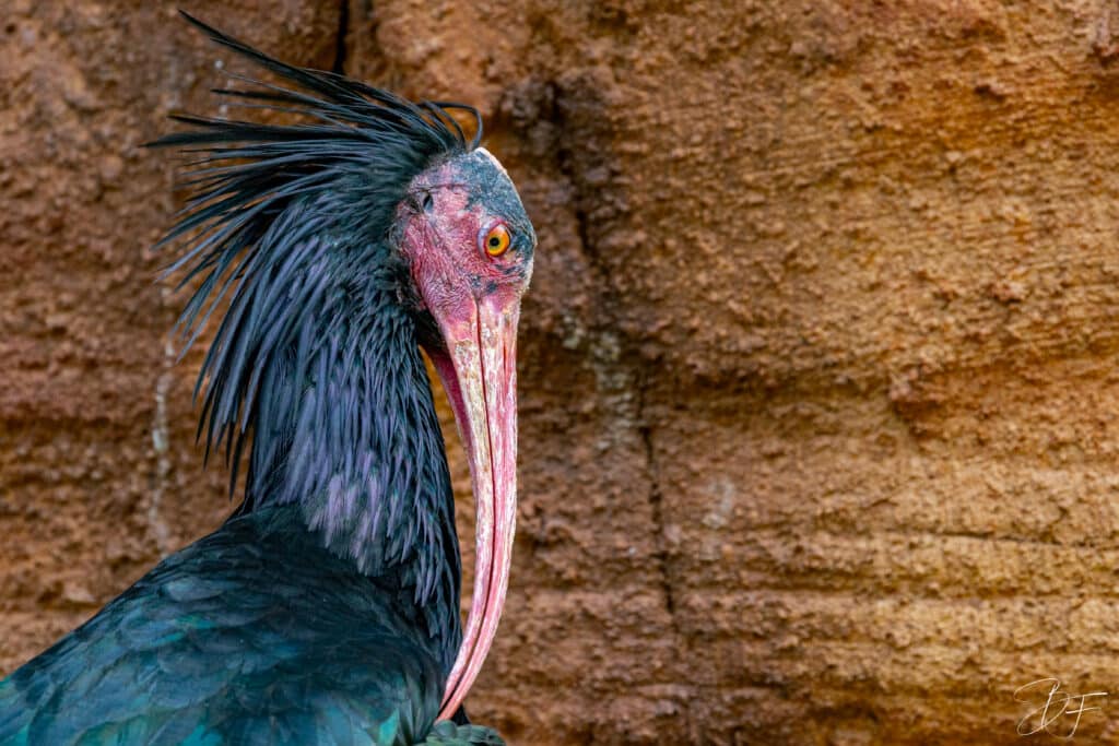 Oiseau photographié dans son environnement naturel en Nouvelle-Calédonie par BFO Photographie