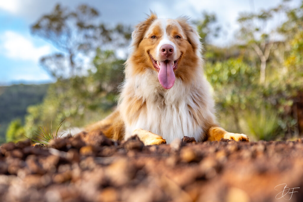 Photographie professionnelle d’un chien de compagnie à Nouméa en Nouvelle-Calédonie