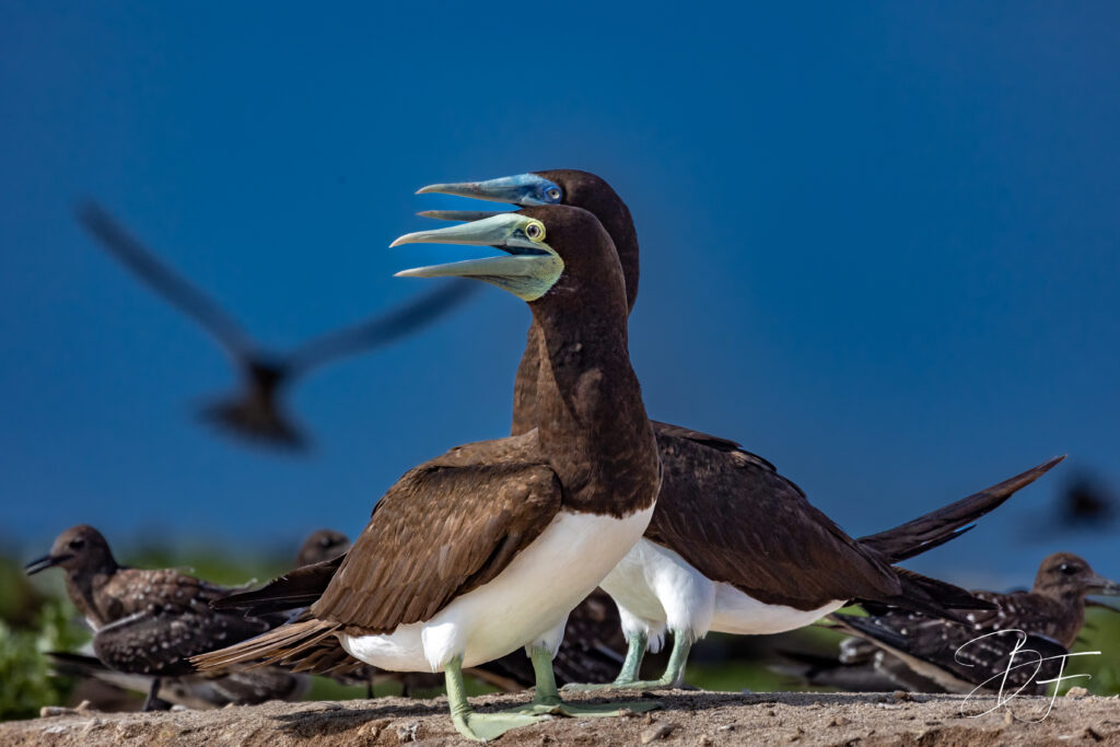 Le Fou de Bassan, oiseau marin sauvage observé dans son environnement naturel en Nouvelle-Calédonie