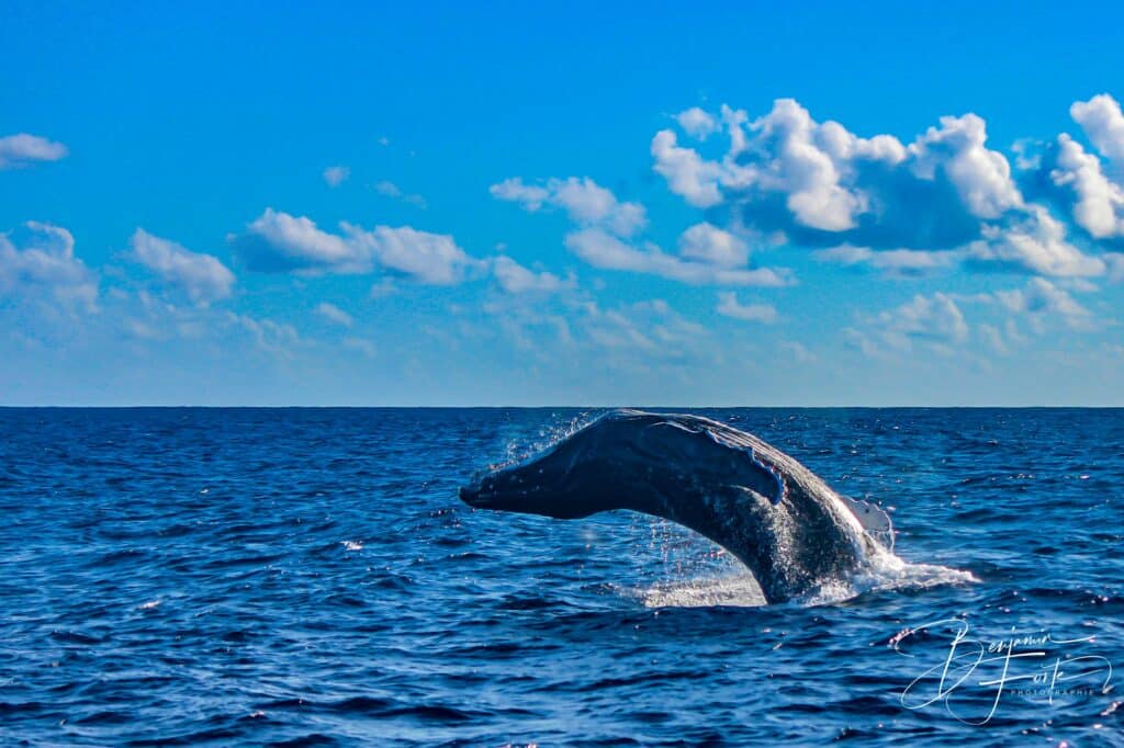 Baleine à bosse sortant de l'eau sous un ciel bleu à nuages, en Nouvelle-Calédonie, par BFO Photographie