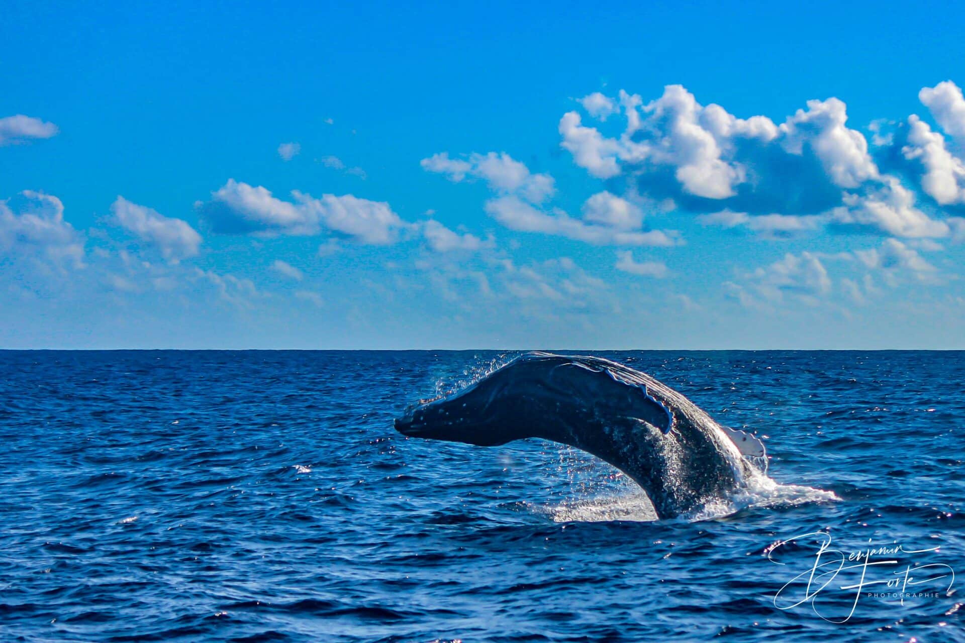 Baleine à bosse sortant de l'eau sous un ciel bleu à nuages, en Nouvelle-Calédonie, par BFO Photographie