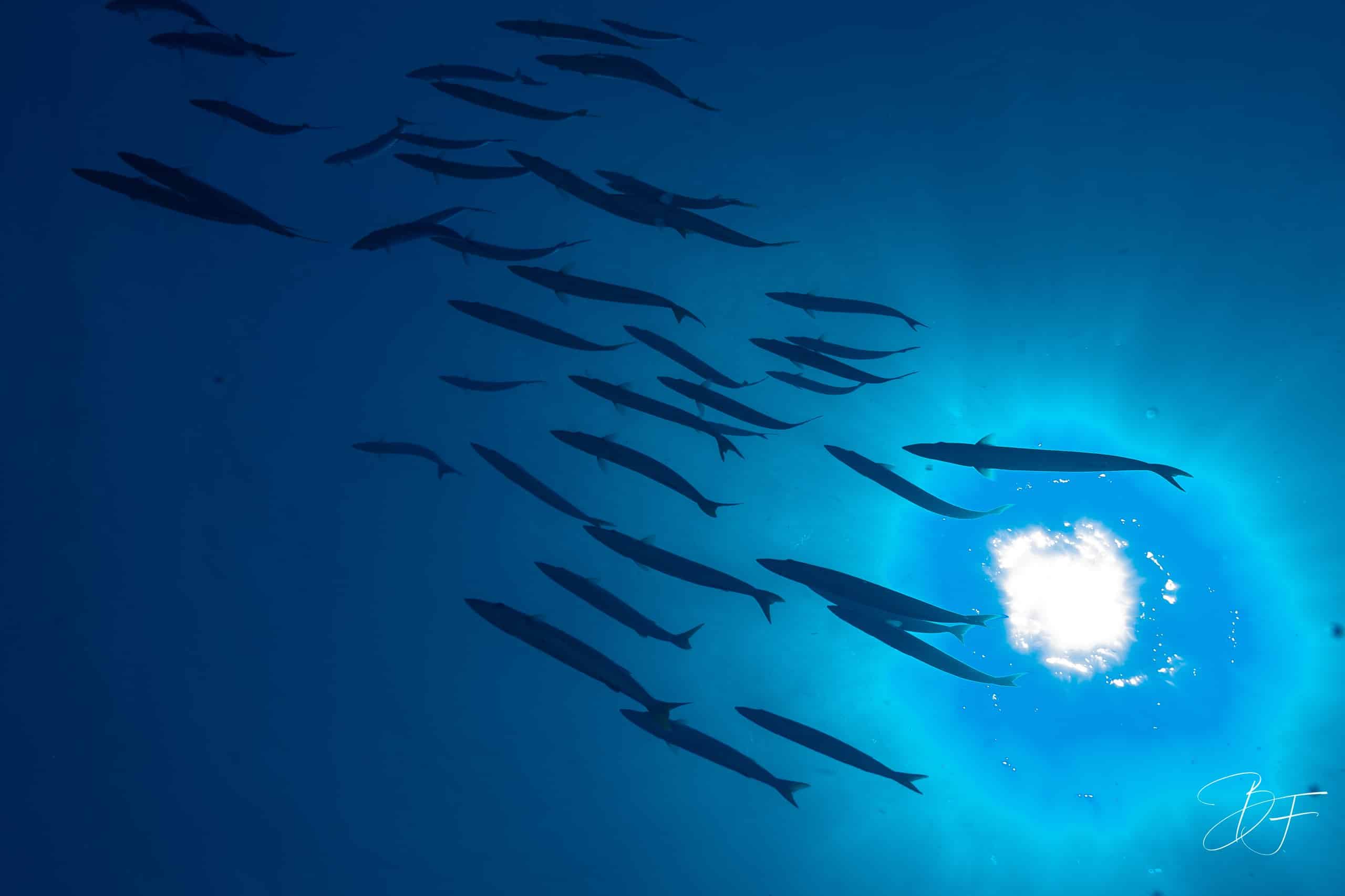 School of barracuda in silhouette against the sun near Ténia islet, New Caledonia, by BFO Photographie