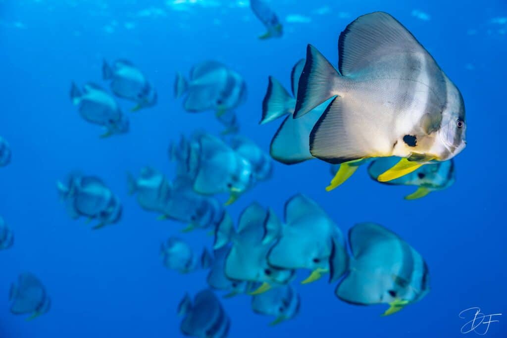 Banc de poissons platax dans le grand bleu, un individu au premier plan, photo sous-marine par BFO Photographie