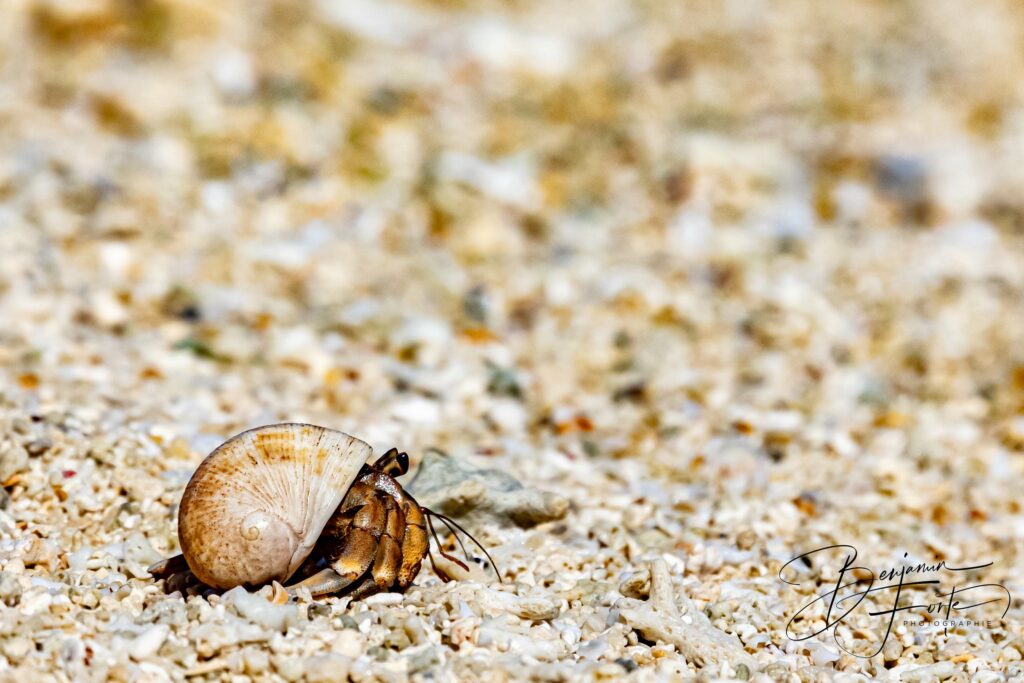 Bernard-l'ermite sortant de sa coquille sur le sable d'une plage de Nouvelle-Calédonie, par BFO Photographie