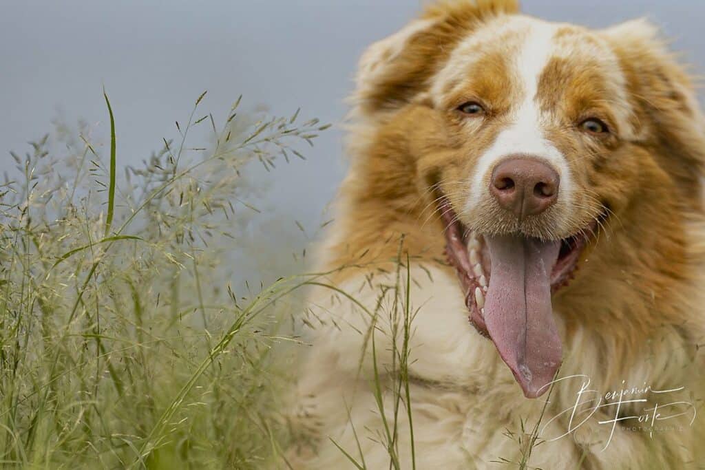 Chien au pelage roux et blanc, langue sortie, souriant dans les herbes hautes, photo animalière par BFO Photographie