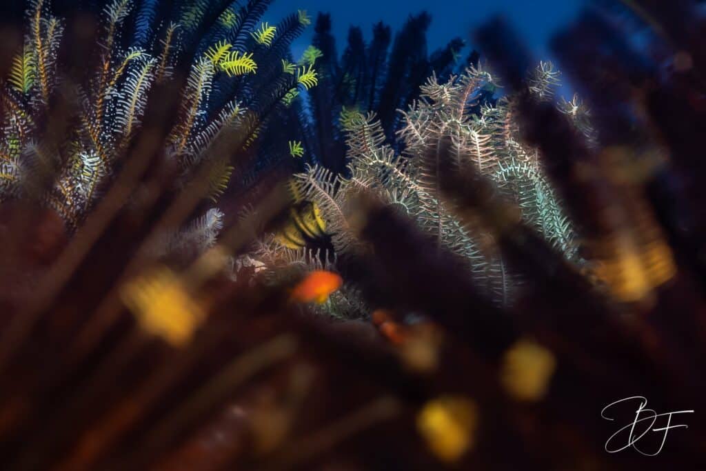 Comatules aux bras plumeux abritant de petits poissons orange, photo sous-marine par BFO Photographie