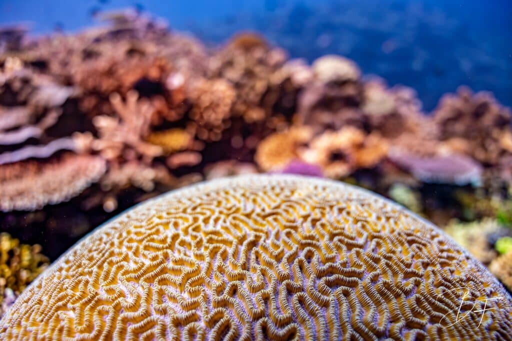Grand corail cerveau au premier plan du récif, photo sous-marine par BFO Photographie