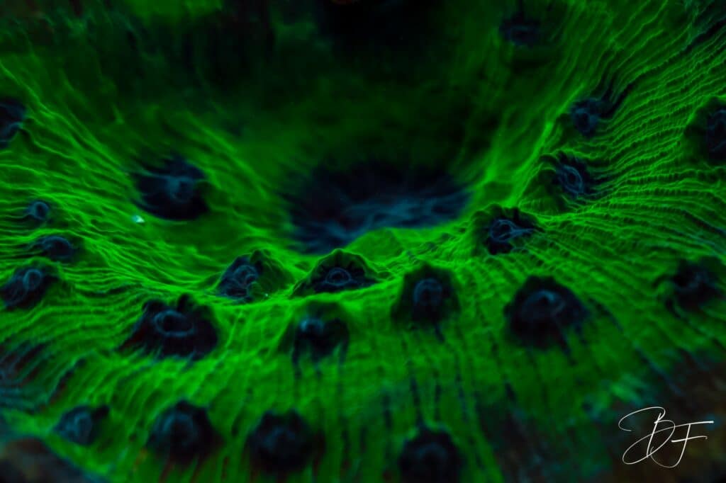 Corail dur fluorescent vert sous éclairage bleu, image abstraite, Côte Oubliée, par BFO Photographie