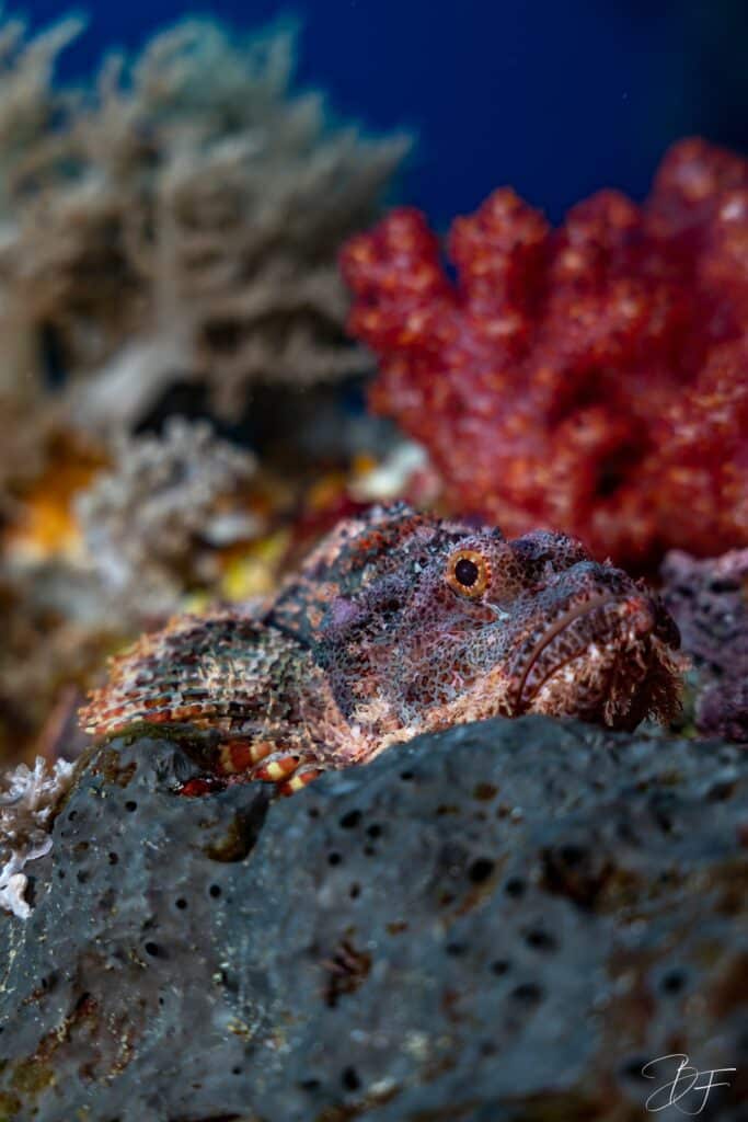 Corail mou rouge vif accroché au récif, photo sous-marine verticale par BFO Photographie