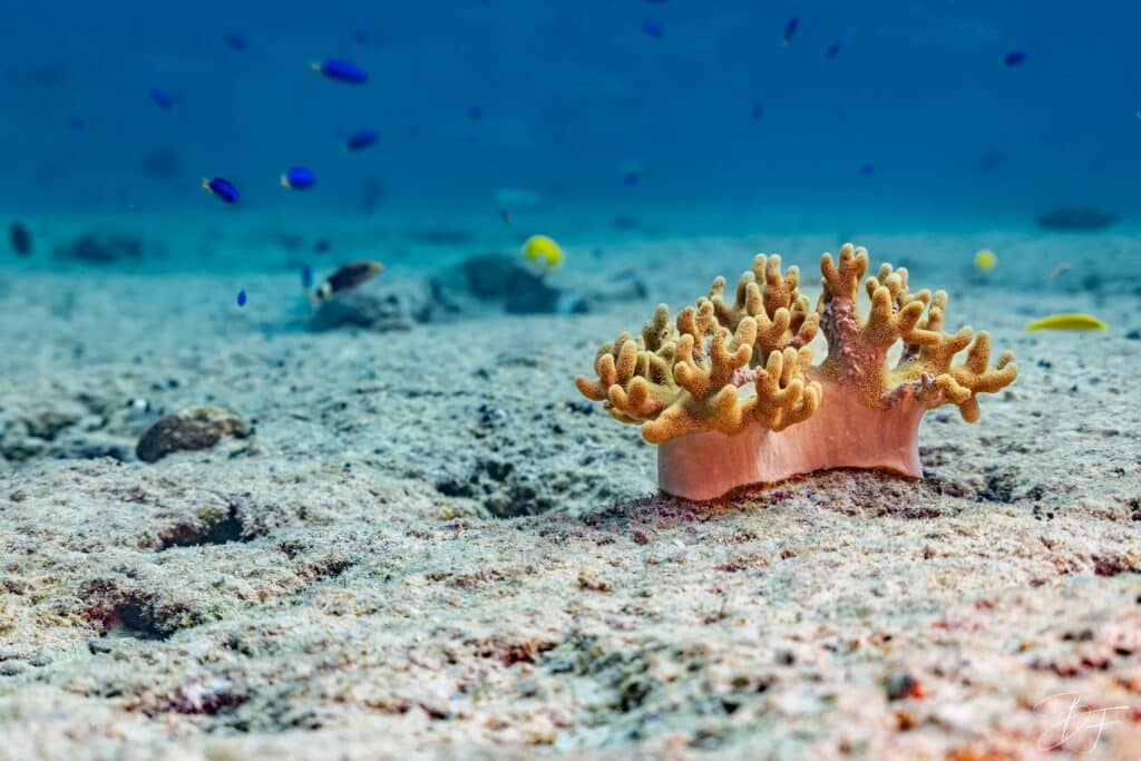 Corail mou orangé isolé sur un fond de sable, petits poissons autour, photo sous-marine par BFO Photographie