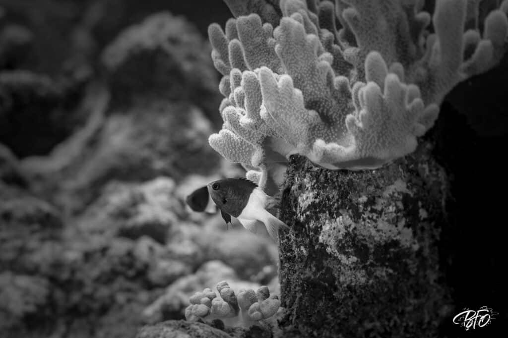 Coraux et petits poissons du récif en noir et blanc, photo sous-marine par BFO Photographie