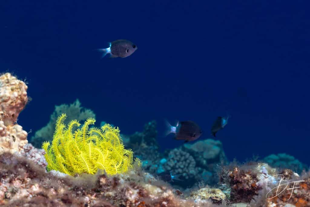Crinoïde jaune vif posée sur le récif devant le grand bleu, photo sous-marine par BFO Photographie