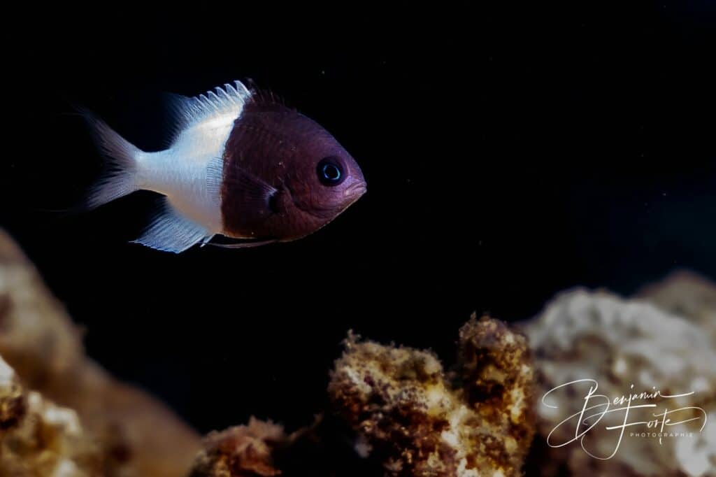 Demoiselle bicolore noire et blanche sur fond sombre, photo sous-marine par BFO Photographie