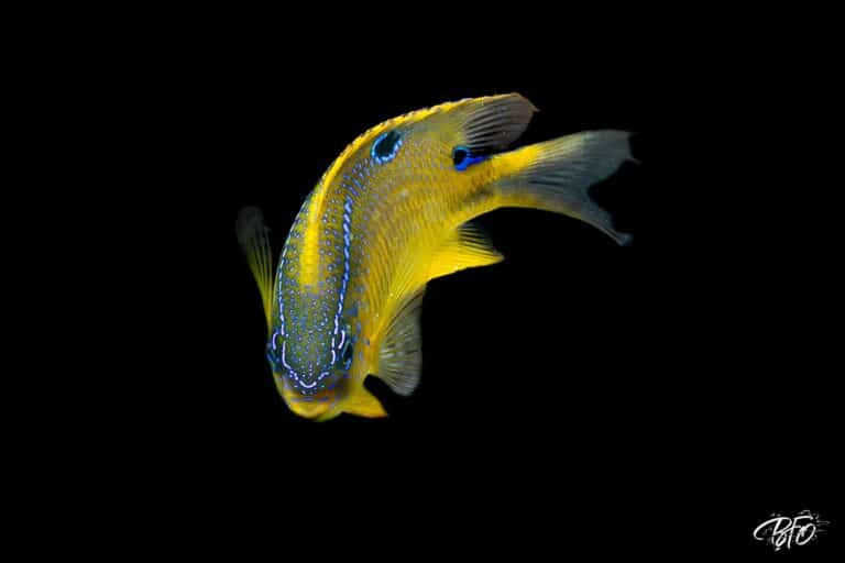 Demoiselle jaune ponctuée de bleu isolée sur fond noir, photo sous-marine par BFO Photographie