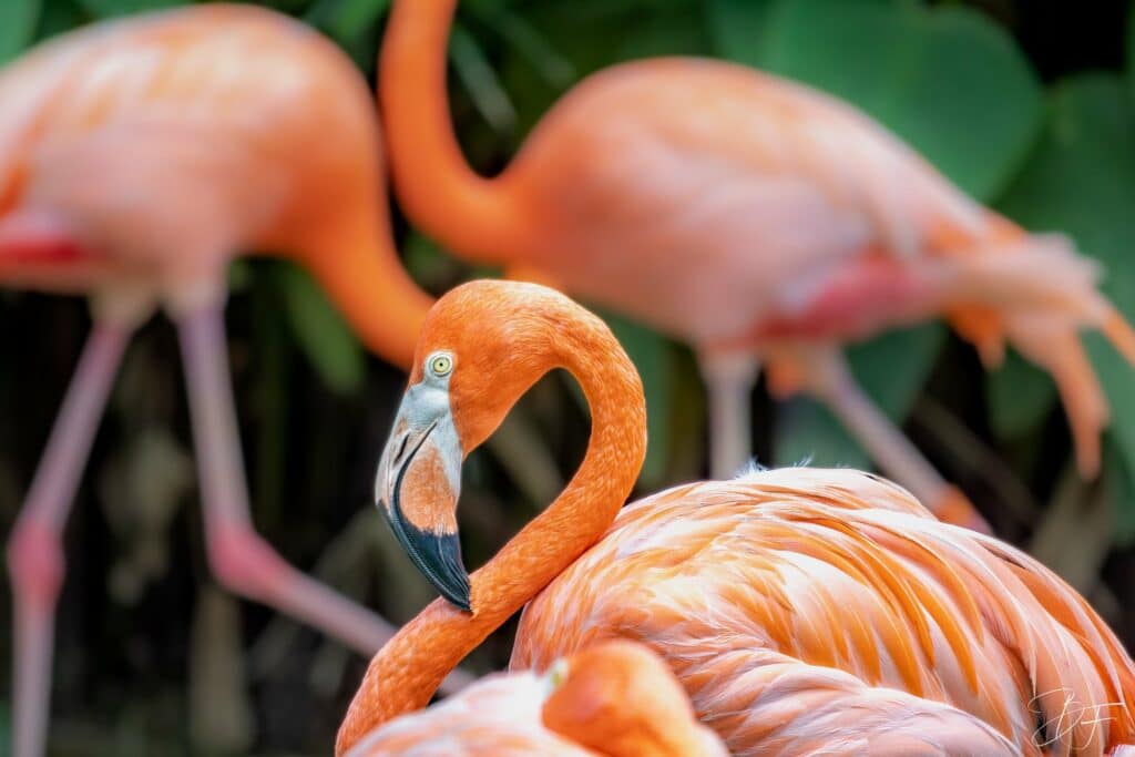 Flamant rose au cou recourbé devant d'autres flamants, photo animalière par BFO Photographie