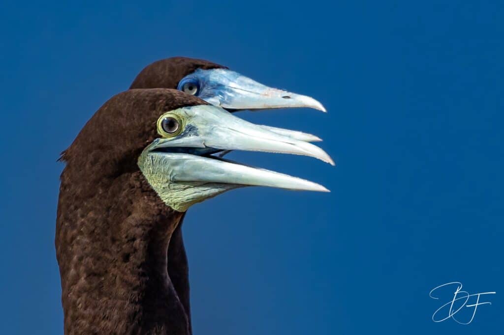 Deux fous bruns côte à côte sur fond de ciel bleu, oiseaux marins de Nouvelle-Calédonie par BFO Photographie