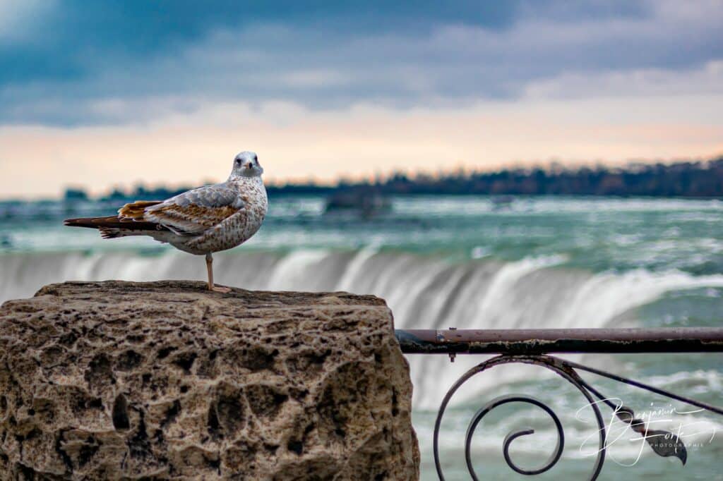 Goéland posé sur un muret devant les chutes du Niagara en pose longue, photo artistique par BFO Photographie
