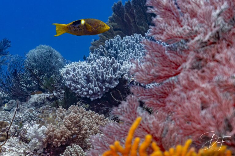 Gorgones roses et coraux colorés, un poisson au-dessus du récif, photo sous-marine par BFO Photographie