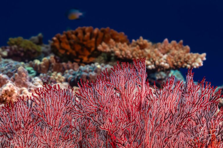 Forêt de gorgones rouges sur le récif sous un ciel d'eau bleu, photo sous-marine par BFO Photographie