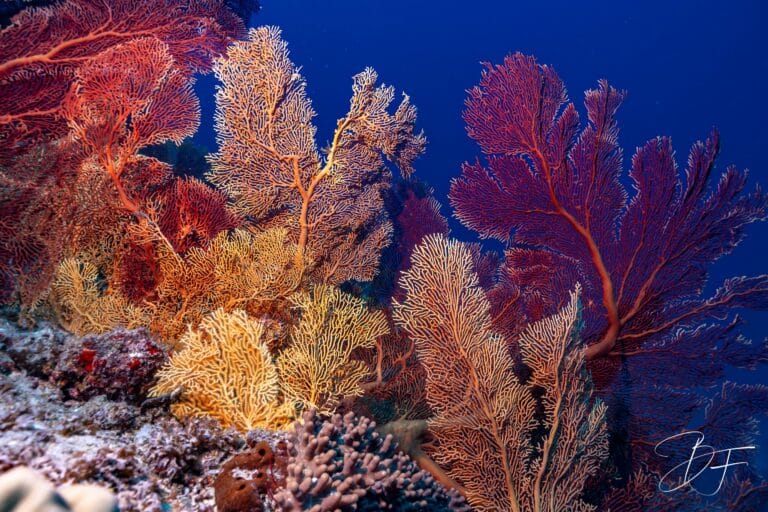 Jardin de gorgones rouges, orange et violettes sur le récif de la Corne Sud, lagon sud de Nouvelle-Calédonie, par BFO Photographie