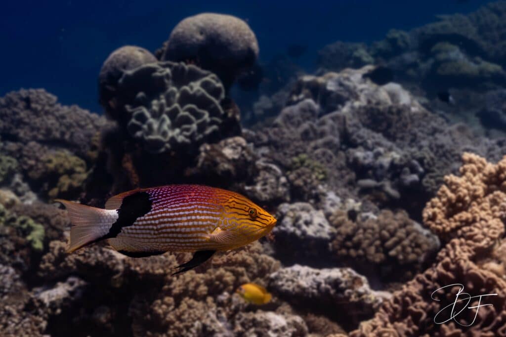 Labre rayé orange nageant au-dessus du récif corallien, photo sous-marine par BFO Photographie