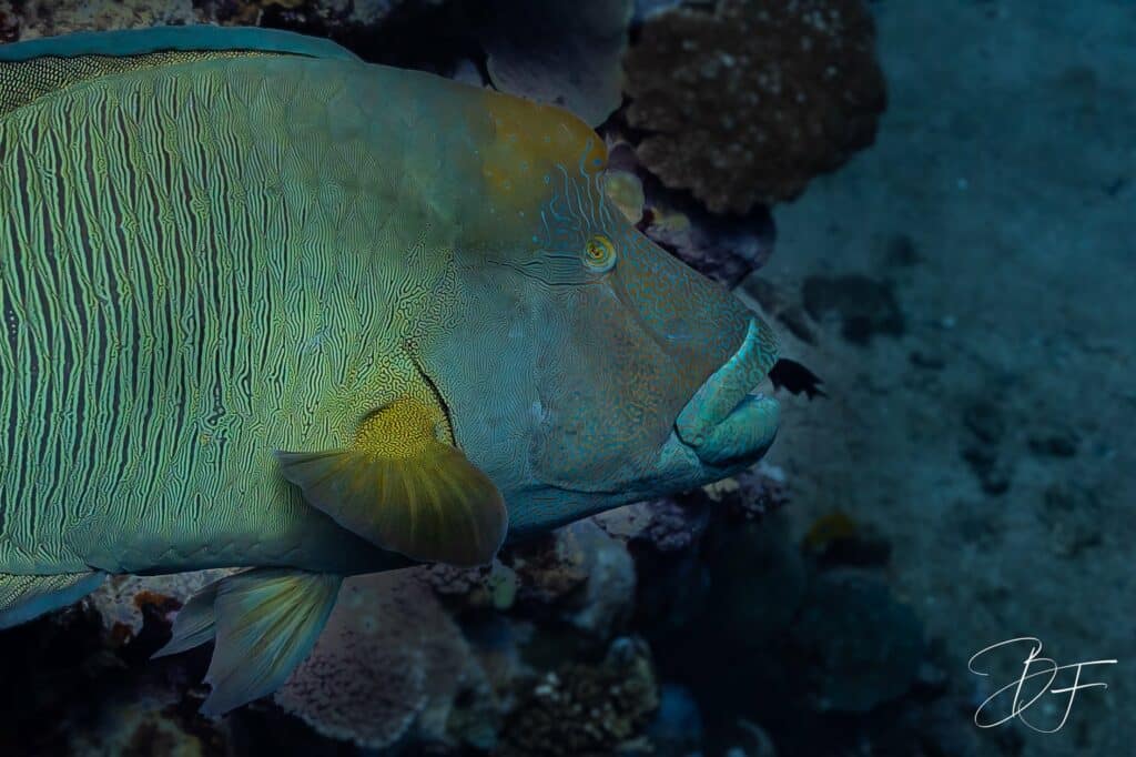Gros plan sur un poisson napoléon vert aux lignes sinueuses, photo sous-marine par BFO Photographie