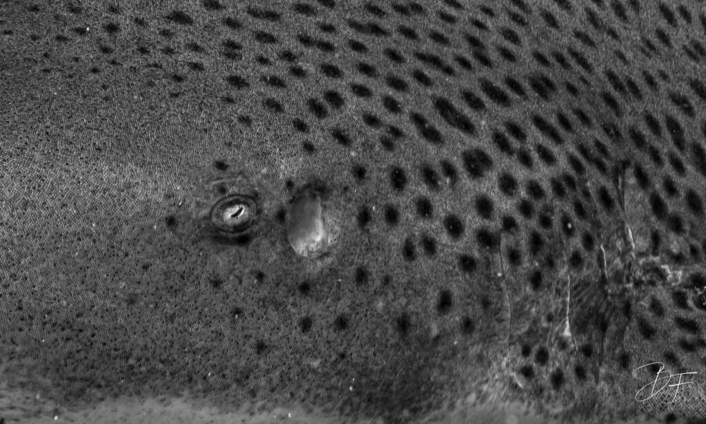 Gros plan en noir et blanc sur l'œil et la peau tachetée d'un requin zèbre, par BFO Photographie