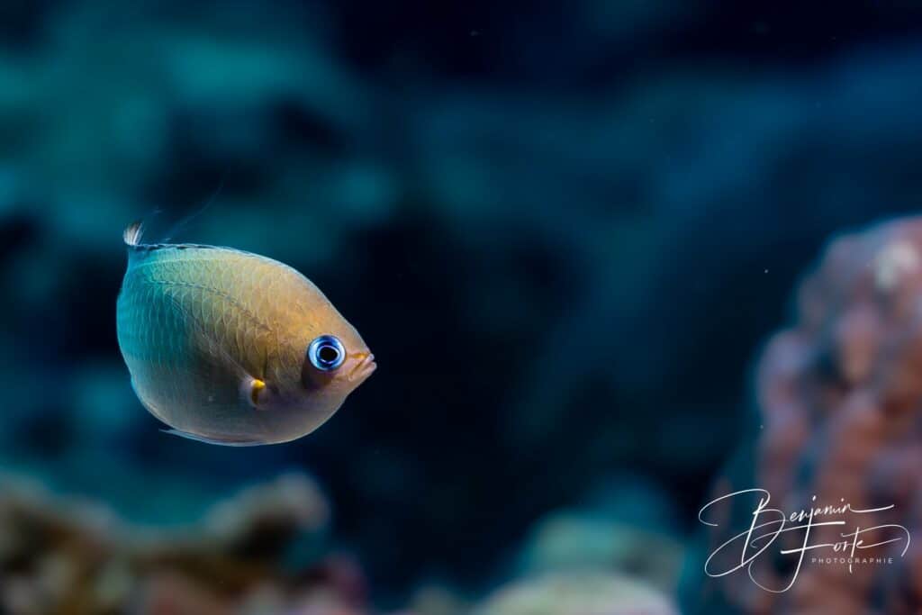 Petit poisson de récif en portrait, fond bleu flou, photo sous-marine par BFO Photographie