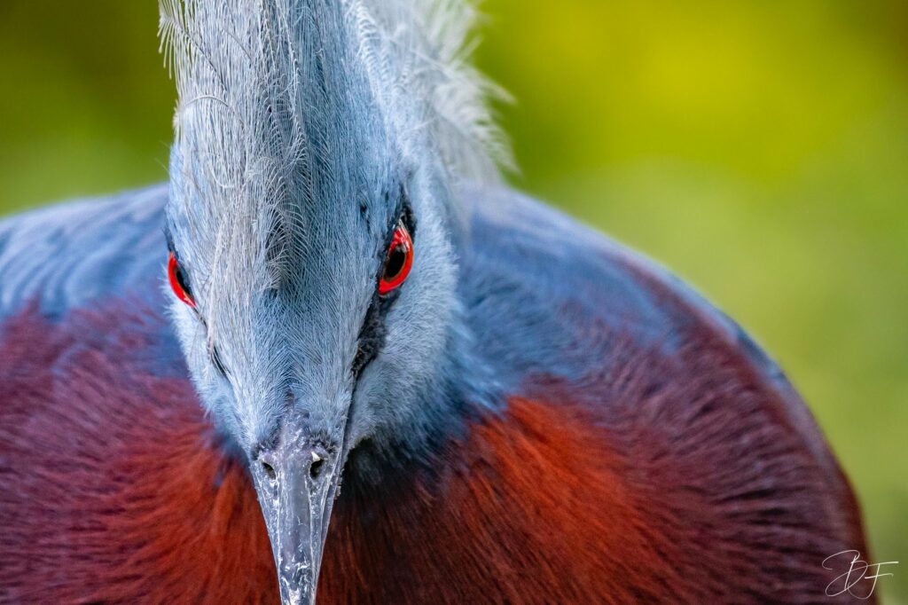 Portrait en gros plan d'un goura couronné, pigeon à huppe bleue et poitrine rouge, par BFO Photographie
