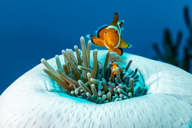 Poisson-clown orange au-dessus d'une anémone blanche, sur fond bleu, photo sous-marine par BFO Photographie