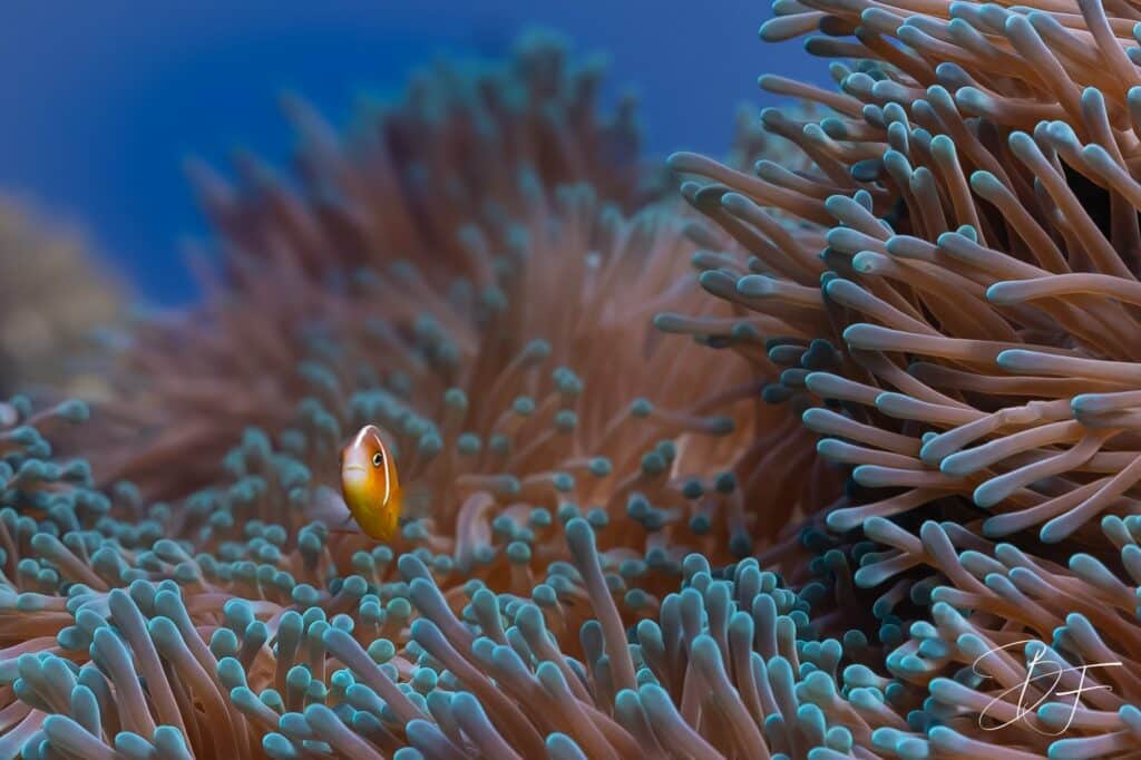 Petit poisson-clown caché parmi les tentacules d'une anémone, photo sous-marine par BFO Photographie
