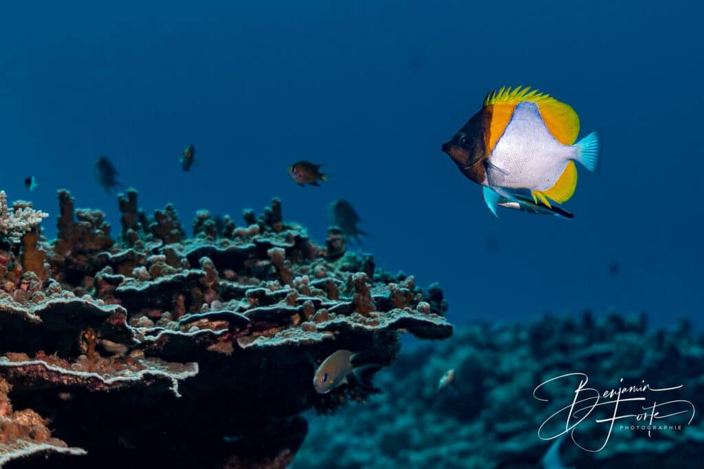 Poisson-papillon pyramide jaune et blanc au-dessus d'un récif de coraux tabulaires, photo sous-marine par BFO Photographie
