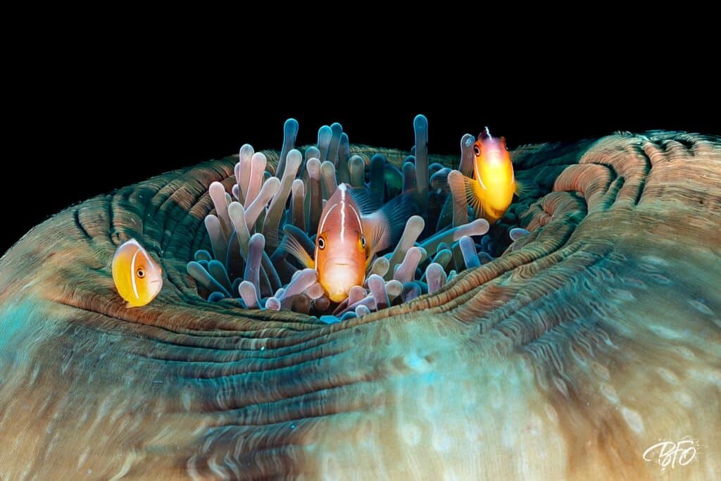 Famille de poissons-clowns dans une anémone sur fond noir, photo sous-marine par BFO Photographie