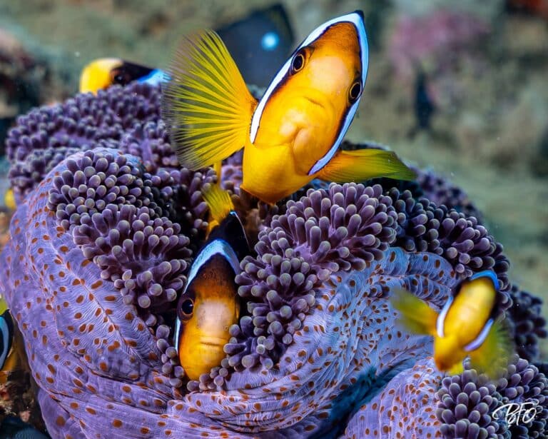 Poissons-clowns jaunes et orange sur une anémone violette, photo sous-marine par BFO Photographie