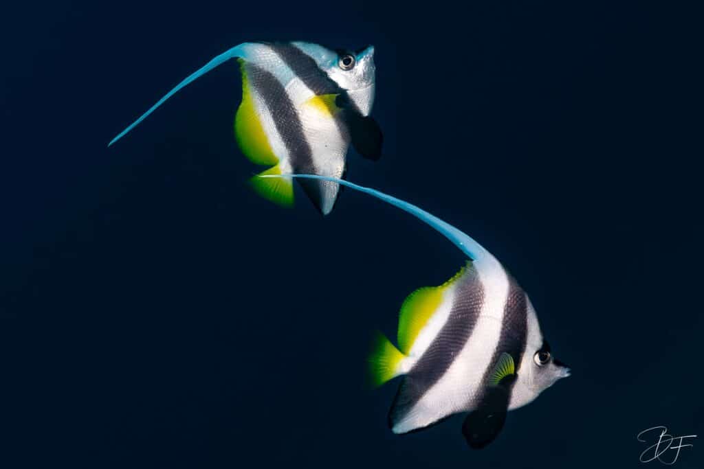 Deux poissons-cochers rayés noir et blanc nageant dans le bleu, photo sous-marine par BFO Photographie