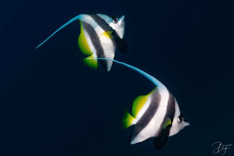Deux poissons-cochers rayés noir et blanc nageant dans le bleu, photo sous-marine par BFO Photographie