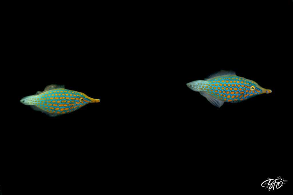 Deux poissons-limes à taches orange sur fond noir, photo sous-marine par BFO Photographie