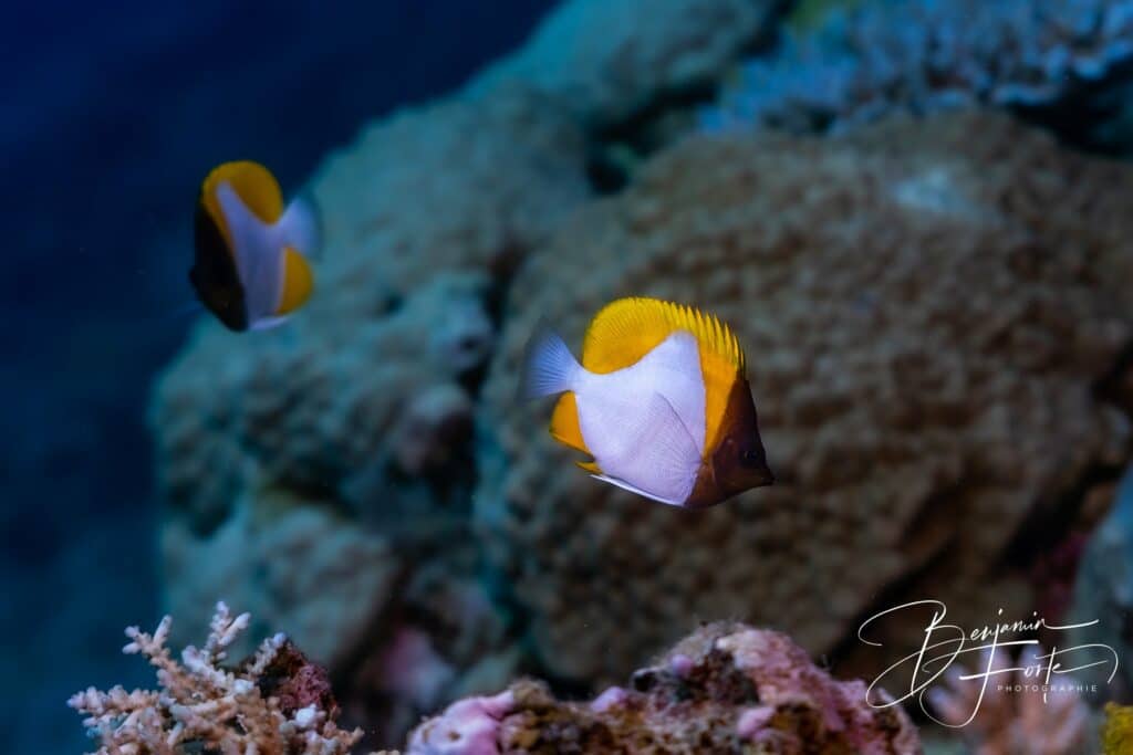 Deux poissons-papillons pyramides devant le récif, photo sous-marine par BFO Photographie