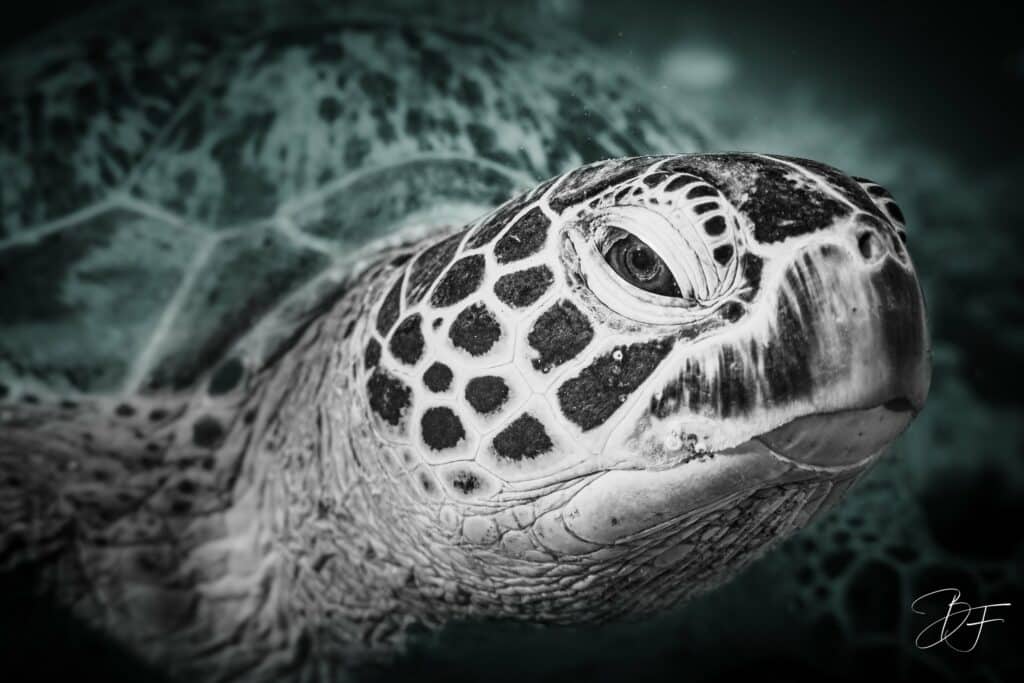 Portrait serré de la tête d'une tortue marine en noir et blanc, œil et écailles détaillés, par BFO Photographie