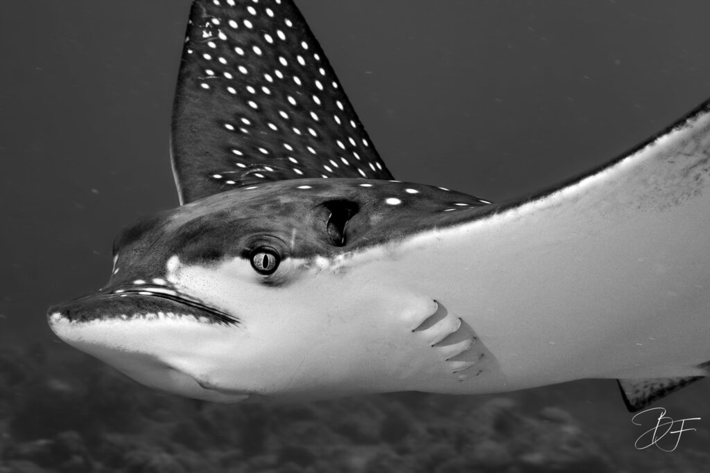 Raie léopard tachetée en gros plan, photo sous-marine en noir et blanc par BFO Photographie