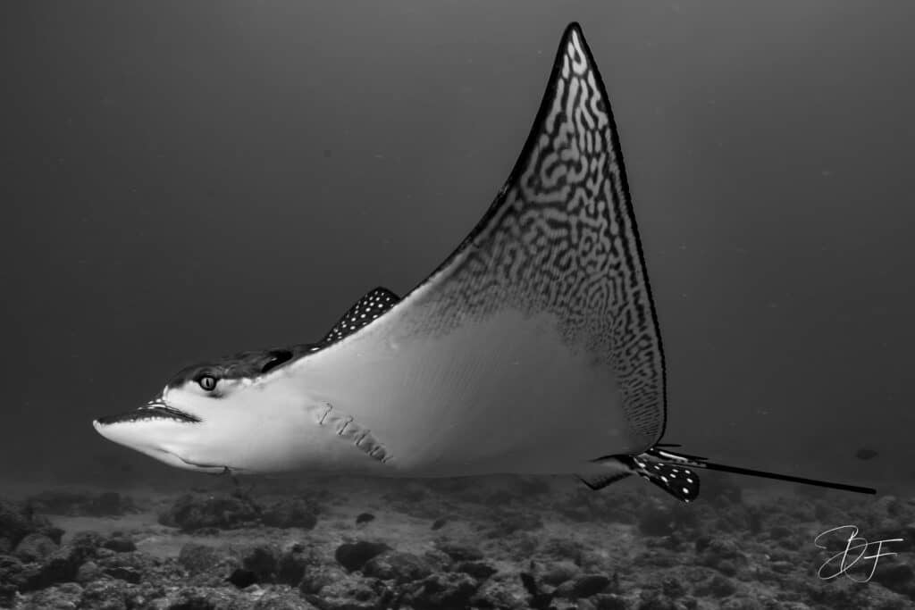 Raie léopard en plein vol au-dessus du récif, photo sous-marine en noir et blanc par BFO Photographie