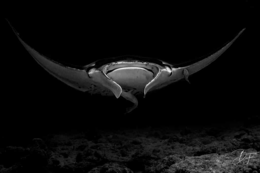 Raie manta de face en noir et blanc, silhouette graphique sur fond noir, lobes céphaliques déroulés, par BFO Photographie