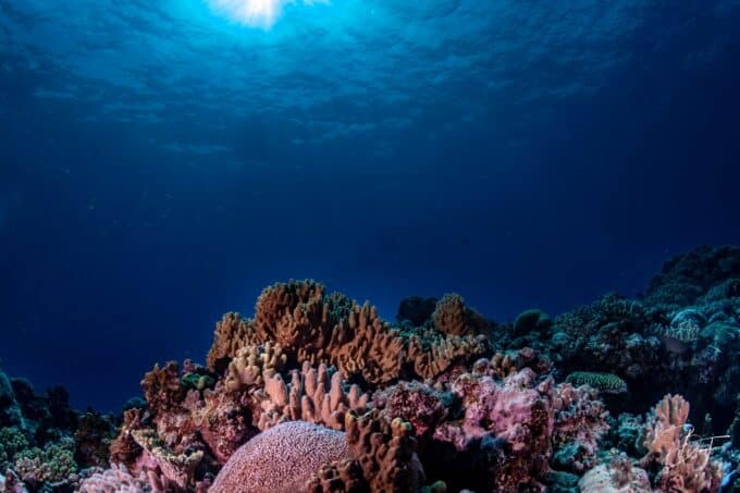Récif corallien sous les rayons du soleil qui percent la surface, photo sous-marine par BFO Photographie