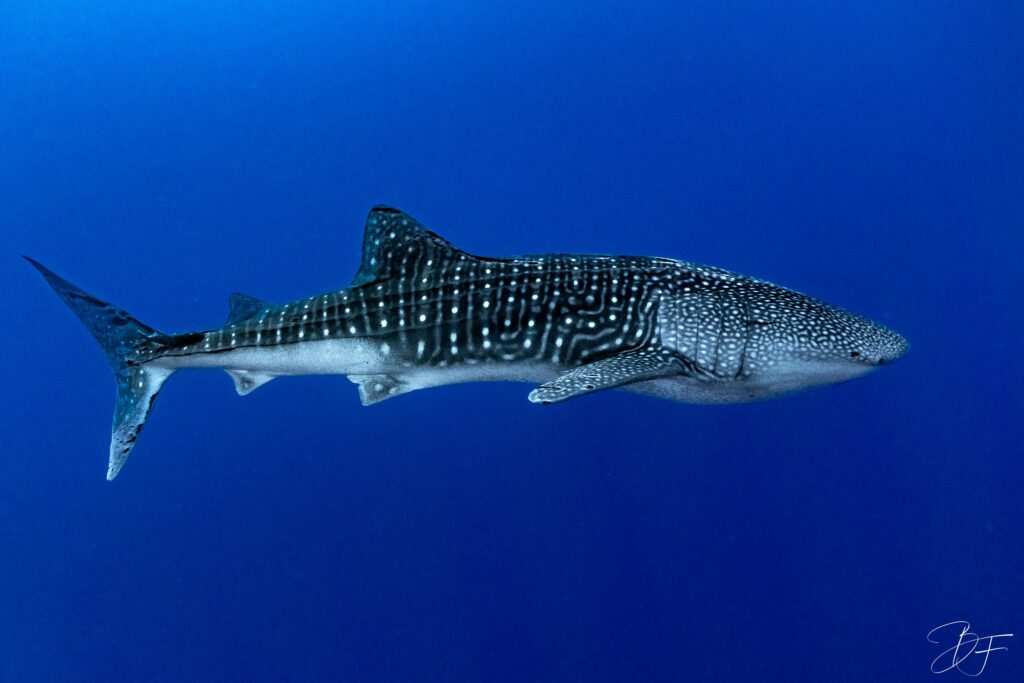 Requin-baleine nageant de profil dans le grand bleu, récifs de Tubbataha aux Philippines, par BFO Photographie