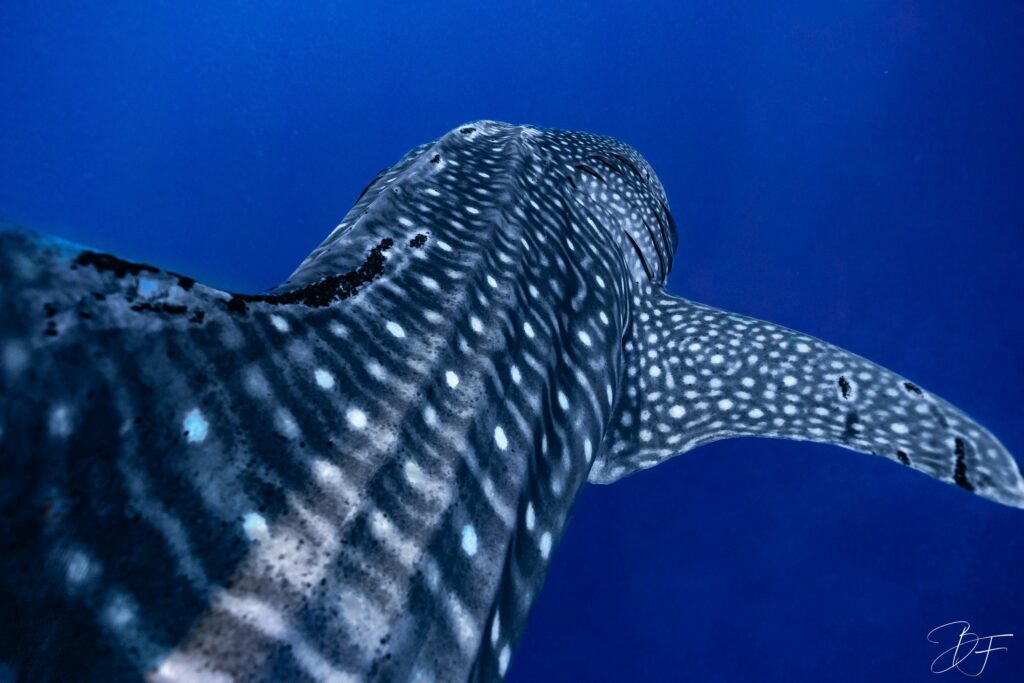 Flanc tacheté et nageoire d'un requin-baleine dans le grand bleu, photo sous-marine par BFO Photographie