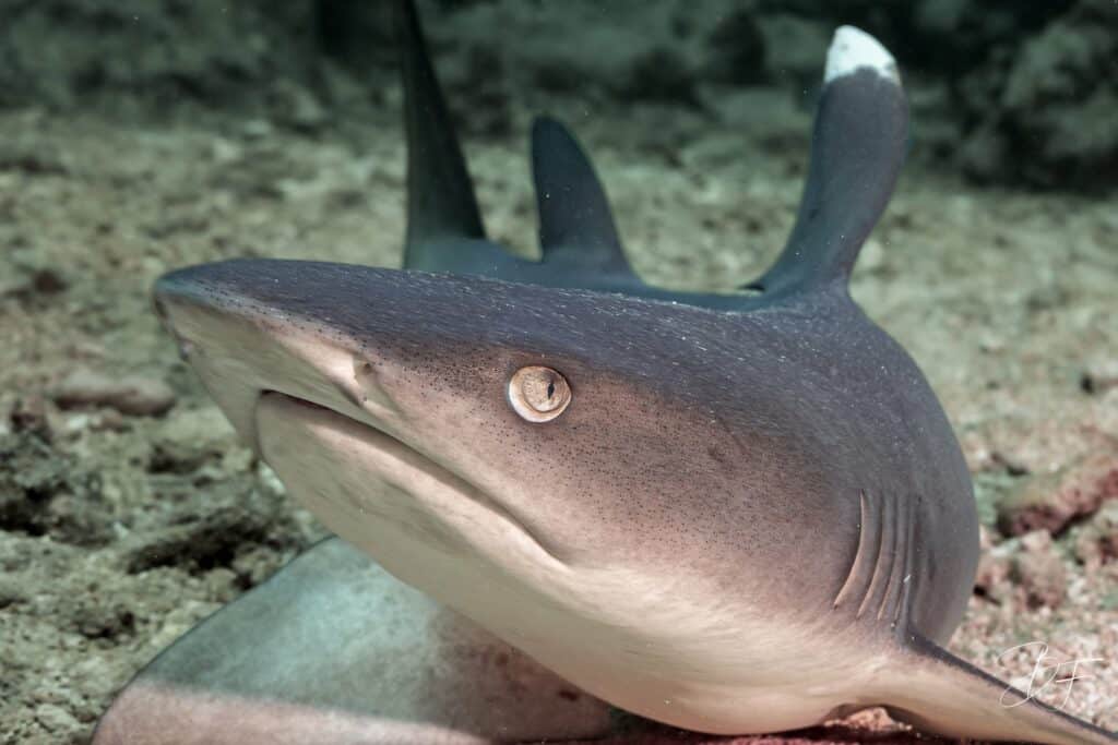 Requin corail à pointe blanche posé sur le fond, photographié de face, photo sous-marine par BFO Photographie