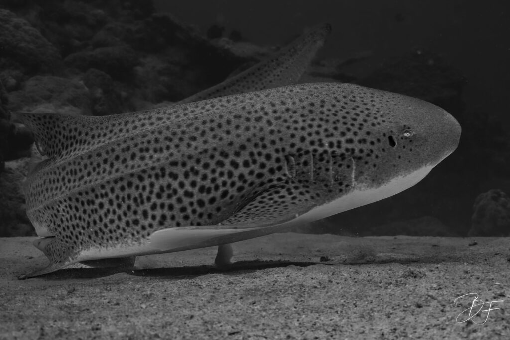 Requin zèbre posé sur le fond sableux, photo sous-marine en noir et blanc par BFO Photographie