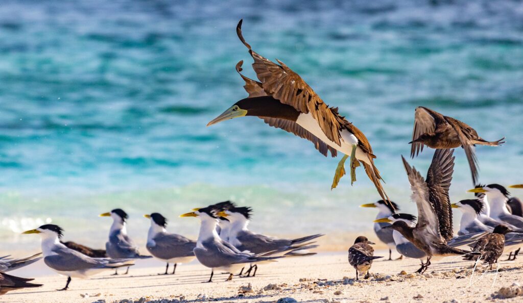 Groupe de sternes huppées sur le sable blanc au bord du lagon turquoise, oiseaux marins de Nouvelle-Calédonie par BFO Photographie